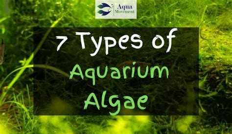 7 Aquarium Algae Types With Pictures | Aqua Movement