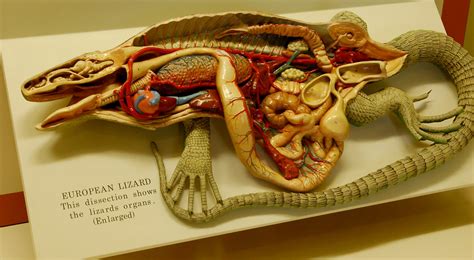 Wax Anatomical Model of an Iguana | At the Smithsonian Natio… | Flickr