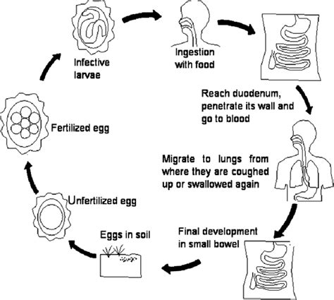 Life cycle of Ascaris lumbricoides Source: Secretariat (2014 ...