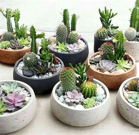 Indoor Succulent Dish Garden Ideas | Types Of Succulent Plant