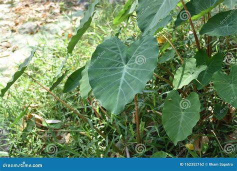 Colocasia Esculenta is a Tropical Plant Grown Primarily for Its Edible ...