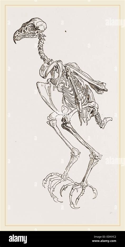 Skeleton of Hawk Stock Photo - Alamy