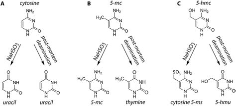 Detecting methylation of cytosine residues and their deamination ...