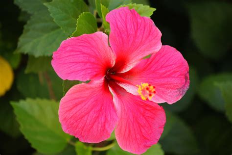 Hibiscus Wallpapers Hd