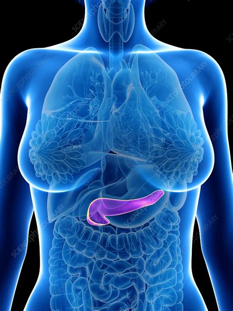 Illustration of a woman's pancreas - Stock Image - F023/5801 - Science ...