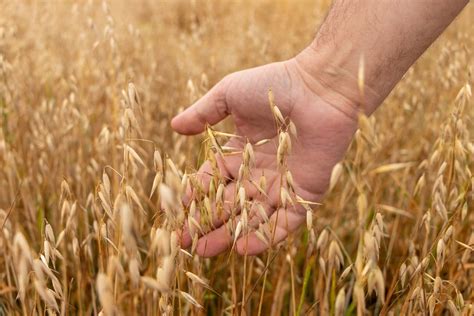 9 Different Types of Commercial Grain Farming - Just Business Tips