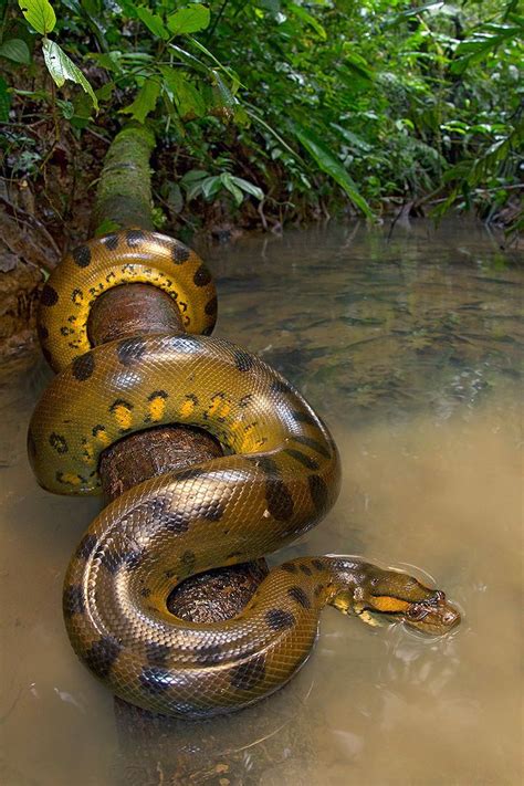 Green Anaconda - What a beautiful animal! | Animals wild, Animals ...