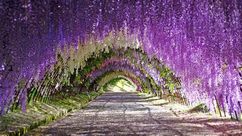 Wisteria blooms at Kawachi Fuji Gardens in Kitakyushu, Japan (© Wibowo ...