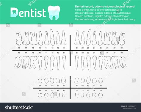 Dental Record Odonto-stomatological Record Listed Number Stock Vector ...