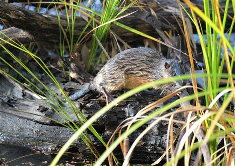 Rakali (Australian water rat) - Oyster Harbour Catchment Group