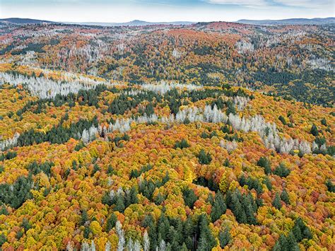 Bavarian Forest on Behance