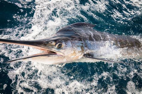 Marlin vertical movements - Fishing World Australia