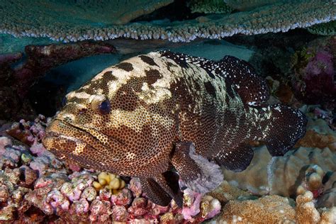 Camouflage Grouper (Epinephelus polyphekadion) - Living Oceans ...