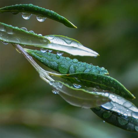 » November Rain