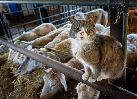 How to Best Care for Barn Cats | PetMD