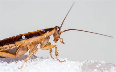 Best Ways to Get Rid of German Roaches Fast • Arrest A Pest