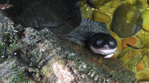 Roti island snake-necked turtle - Marwell Zoo