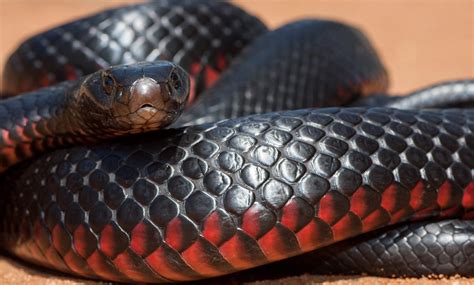 Red-bellied black snake - Australian Geographic