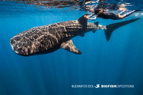 Whale Shark Snorkeling Expedition 2022 | Big Fish Expeditions