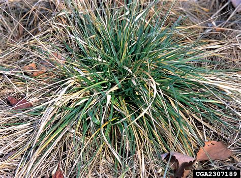 tall fescue (Festuca arundinacea)