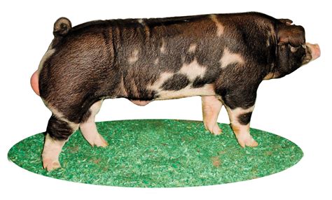 Major Swine Breeds - Pork Checkoff