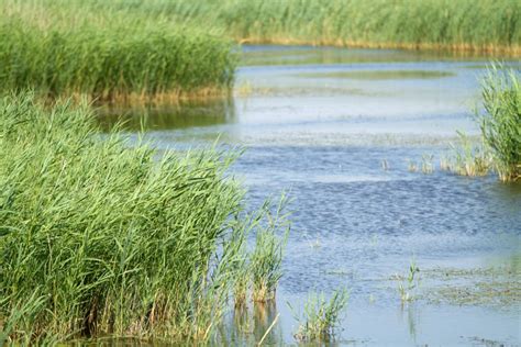 Scientists Warn That Arundo Donax 'Giant Reed' Biofuel Crop Could ...