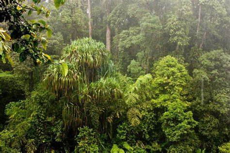 Beautiful, pristine rainforest in Sumatra. Please help Rainforest ...