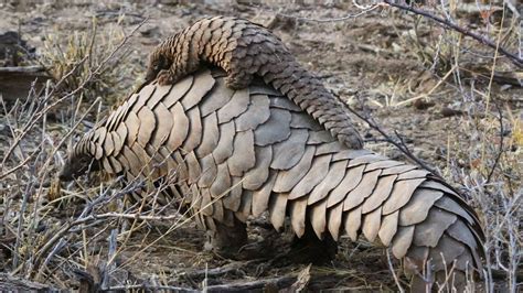 Pangolin Reintroduction Project | Pangolin Conservation at &Beyond Phinda