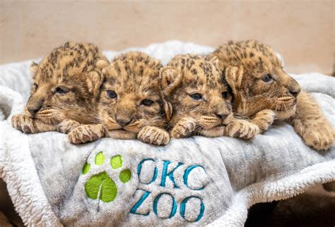 African Lion Cubs With Mother