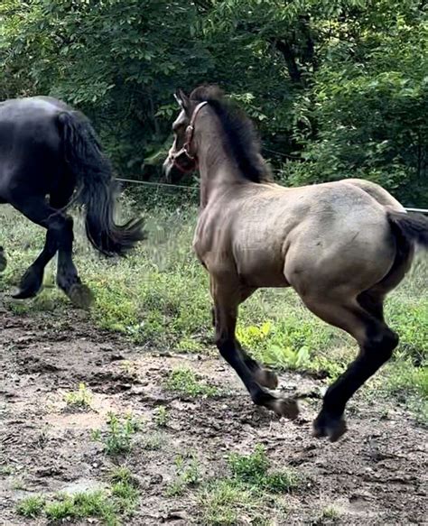 Gray/Buckskin 50% Friesian Cross Filly Unique!