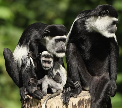 Colobus Monkey Facts | Anatomy, Diet, Habitat, Behavior - Animals Time