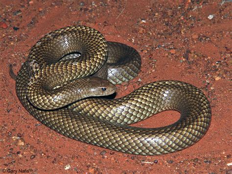 Mulga Snake - Pseudechis australis