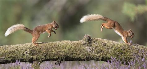 Red Squirrel jumping. | Red squirrel, Cute squirrel, Squirrel