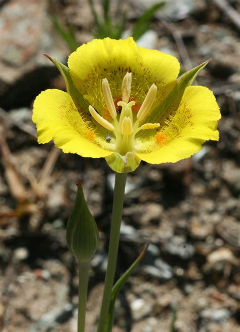 Yellow Mariposa Lily #6 | Yellow Mariposa Lily (Calochortus … | Flickr