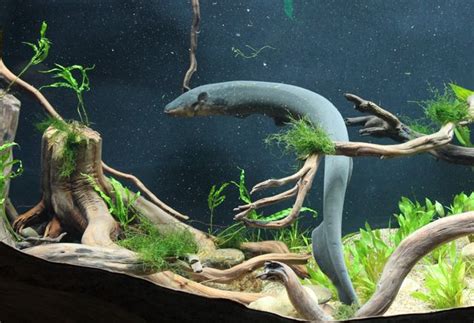 Georgia Aquarium Opens Electric Eel Habitat | Georgia Aquarium