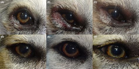 How Do You Treat Entropion In Dogs