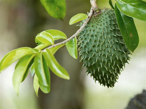 Get to Know Soursop (a.k.a. Guanábana or Graviola)