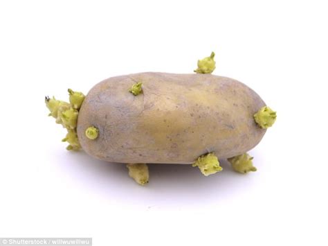 Lincoln scientists reveal sprouted potatoes are edible | Daily Mail Online