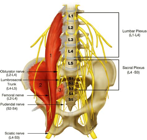 Lumbosacral Plexus Anatomy Human Anatomy Lumbar