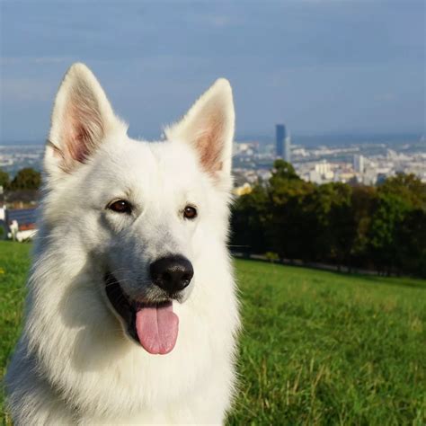 White Dog German Shepherd | atelier-yuwa.ciao.jp