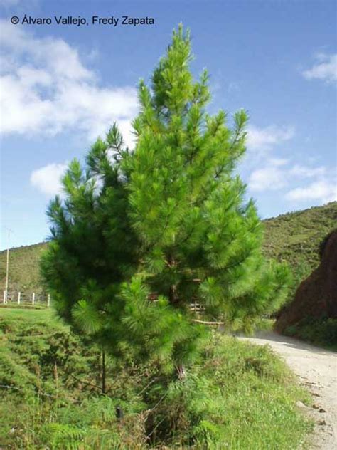 Pino oocarpa - Forestal Maderero