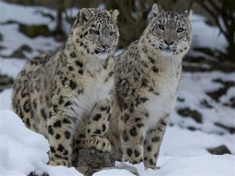 Rare snow leopards spotted in Uttarkashi's National Park