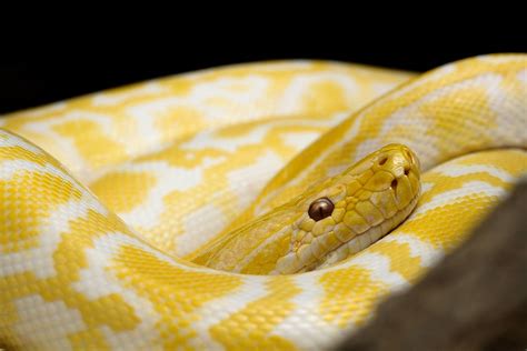 Free photo: Snake, Yellow Snake, Gad, Dangerous - Free Image on Pixabay ...