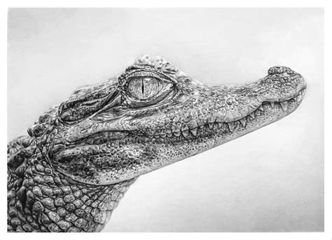 Realistic Baby Alligator Drawing - Dear Enemies