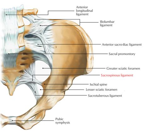 Sacrospinous Ligament – Earth's Lab