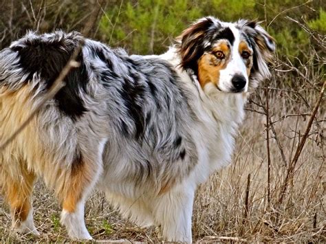 Blue Merle Australian Shepherd Dog