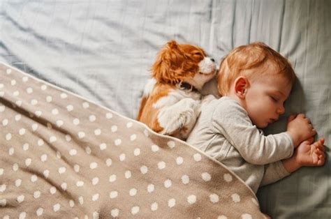 Cute baby and dog both are sleeping together in 2020 | Child friendly ...