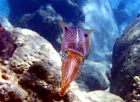 Caribbean Reef Squid – "OCEAN TREASURES" Memorial Library