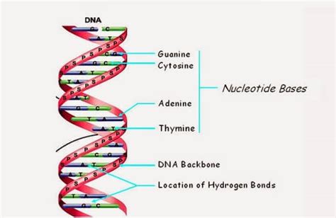 DNA Structure | Watson and Crick's model of DNA - Javatpoint