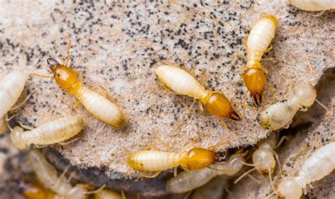 DRYWOOD TERMITE CONTROL | BUGSPRAY TREATMENT